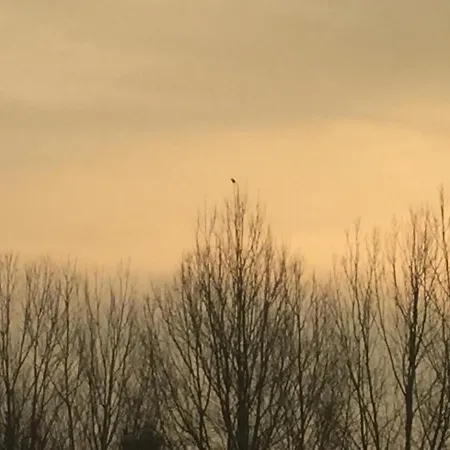L'albero Dei Gufi * Copparo