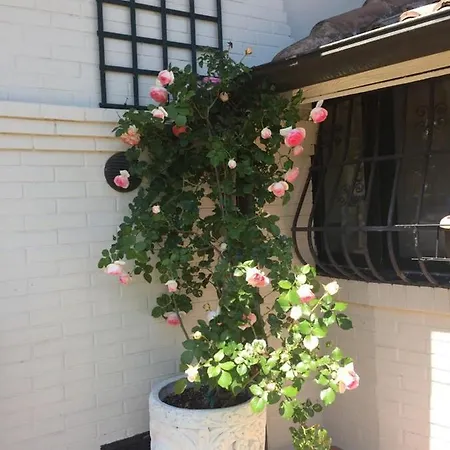 L'albero Dei Gufi * Copparo